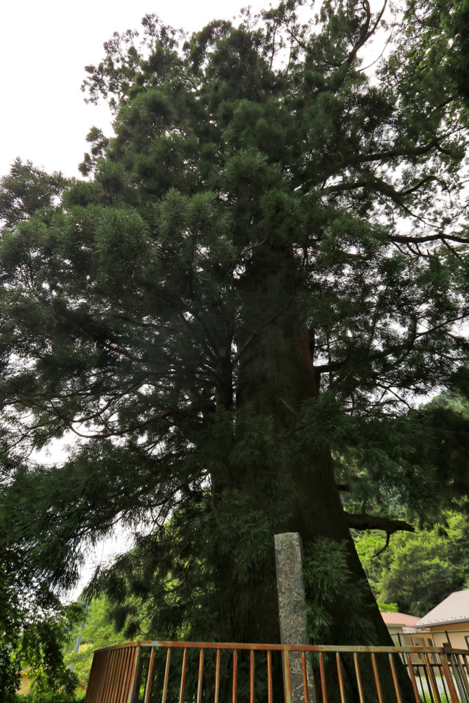 精進諏訪神社～精進の大杉