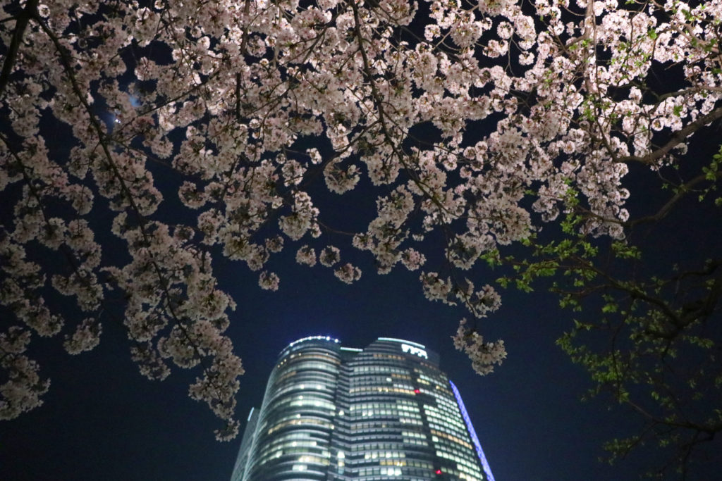 毛利庭園〜夜桜