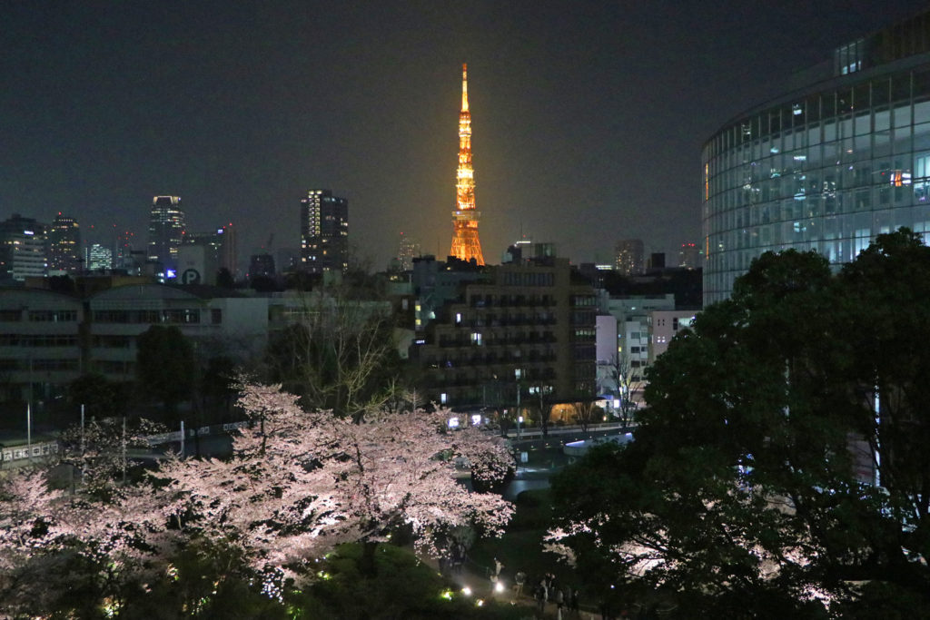 毛利庭園〜夜桜