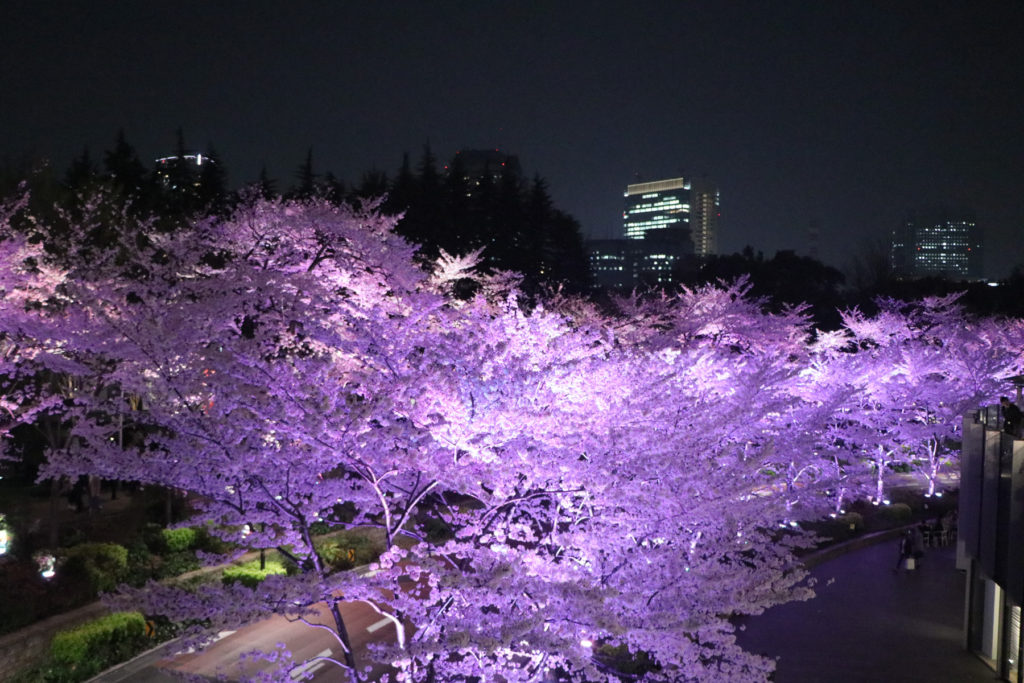 東京ミッドタウン桜並木